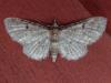 Eupithecia sp.